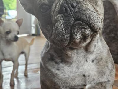 Blue Merle Male French Bulldog