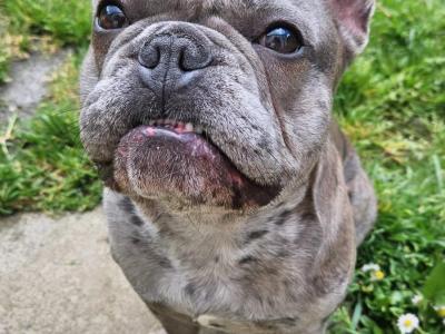 Blue Merle Male French Bulldog