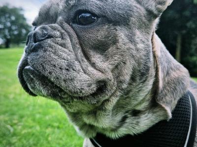 Blue Merle Male French Bulldog