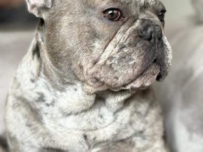 Blue Merle Male French Bulldog