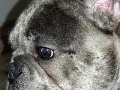 Blue Merle Male French Bulldog