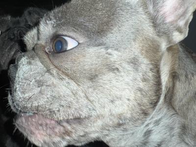 Blue Merle Male French Bulldog