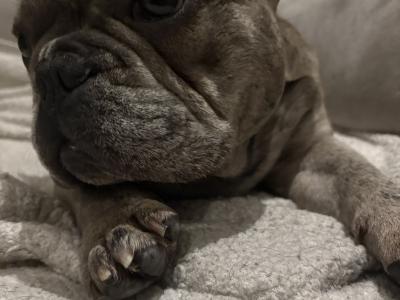 Blue Merle Male French Bulldog