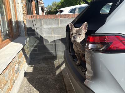 Blue Merle Male French Bulldog