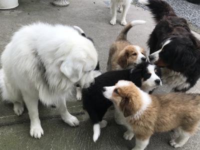 Beautiful Bernese Cross puppies for sale only one left