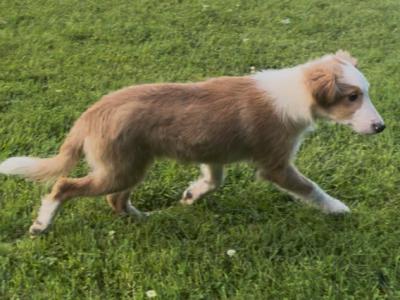 1 Male left Blonde & White Border Collie puppies in Tipperary