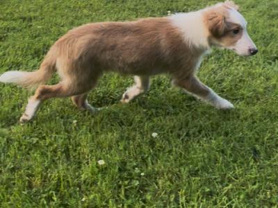 1 Male left Blonde & White Border Collie puppies in Tipperary