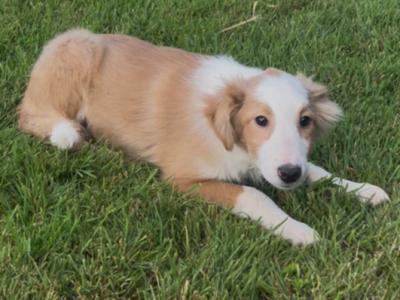 1 Male left Blonde & White Border Collie puppies in Tipperary