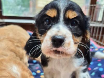 Cocker Spaniel puppies