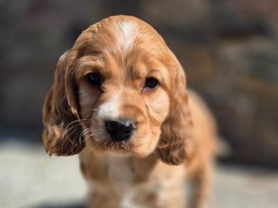Cocker Spaniel puppies