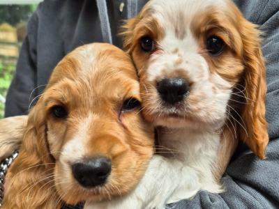 Cocker Spaniel puppies