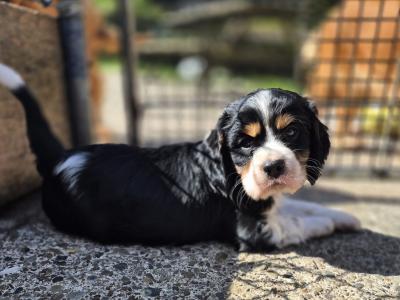Cocker Spaniel puppies