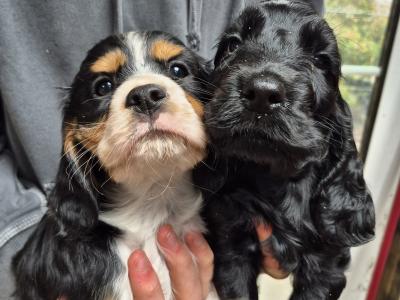 Cocker Spaniel puppies
