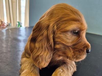 Cocker Spaniel puppies