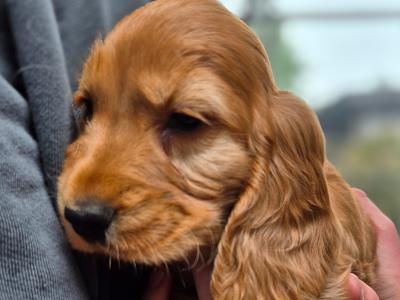 Cocker Spaniel puppies
