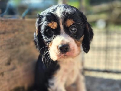 Cocker Spaniel puppies