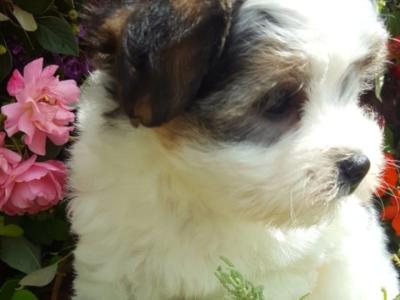 ❤️ Rare Biewer Yorkshire x Maltese puppies