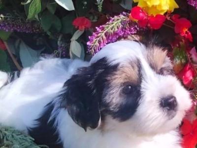 ❤️ Rare Biewer Yorkshire x Maltese puppies