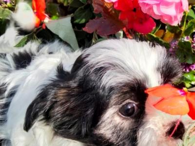 ❤️ Rare Biewer Yorkshire x Maltese puppies