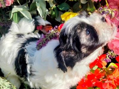 ❤️ Rare Biewer Yorkshire x Maltese puppies