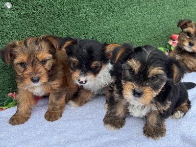 Miniature Yorkies