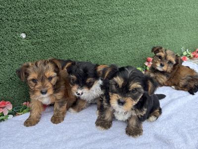 Miniature Yorkies