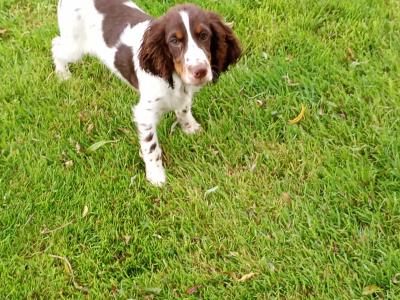 Cocker Spaniel puppies in Kilkenny