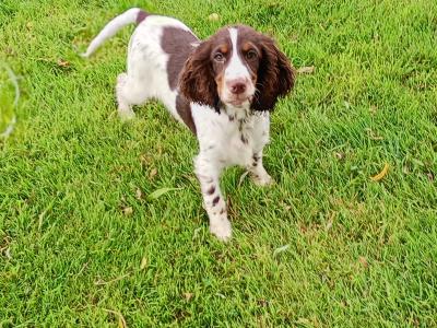Cocker Spaniel puppies in Kilkenny