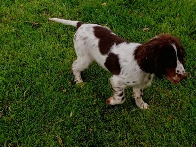 Cocker Spaniel puppies in Kilkenny
