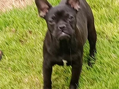 French Bulldog puppies in Kilkenny