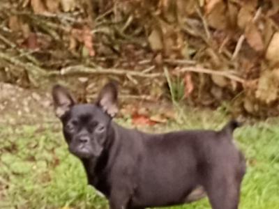 French Bulldog puppies in Kilkenny