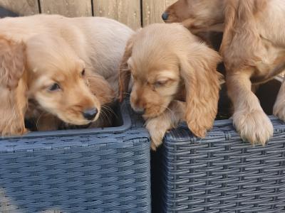 5 gorgeous Golden Cockers puppies