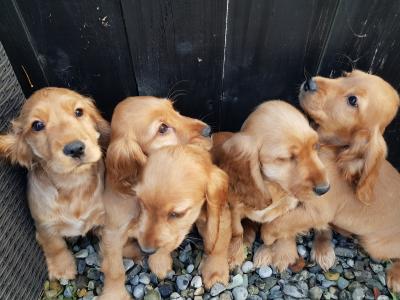 5 gorgeous Golden Cockers puppies