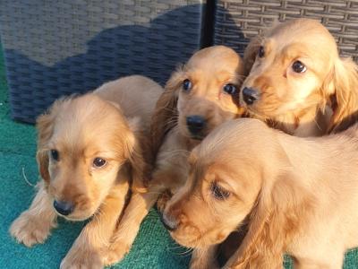 Only one female Cocker Spaniel puppy 🐶 left in Wexford