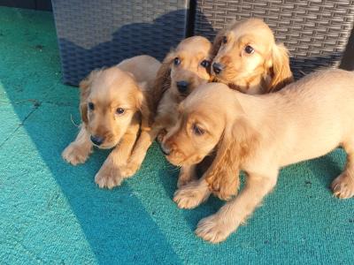 5 gorgeous Golden Cockers puppies