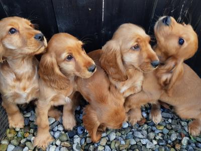 5 gorgeous Golden Cockers puppies