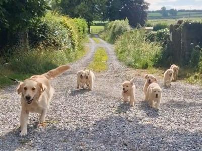 IKC Registered Golden Retriever puppies
