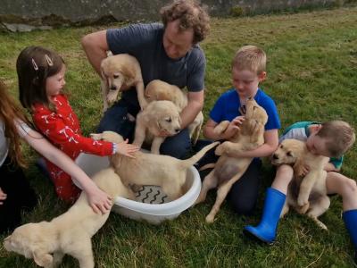 IKC Registered Golden Retriever puppies