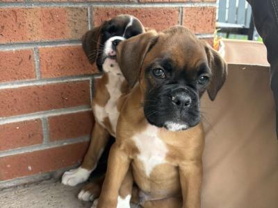 Lovely male Boxer puppy