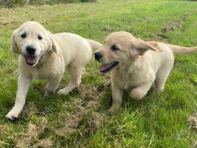 IKC Registered Golden Retriever puppies