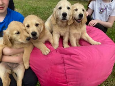 IKC Registered Golden Retriever puppies