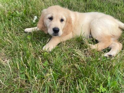 IKC Registered Golden Retriever puppies