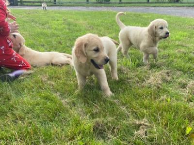 IKC Registered Golden Retriever puppies