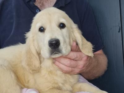 IKC Registered Golden Retriever puppies