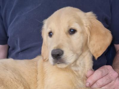IKC Registered Golden Retriever puppies