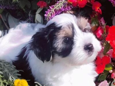 Rare Biewer Yorkshire x Maltese puppies (Malbie's)  🐕 in Limerick