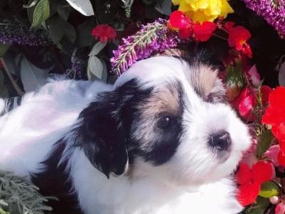 ❤️ Rare Biewer Yorkshire x Maltese puppies
