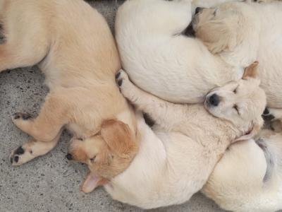 IKC Registered Golden Retriever puppies