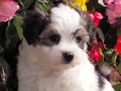 ❤️ Rare Biewer Yorkshire x Maltese puppies