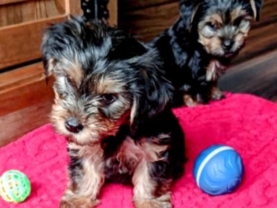 Stunning Yorkshire Terrier puppies